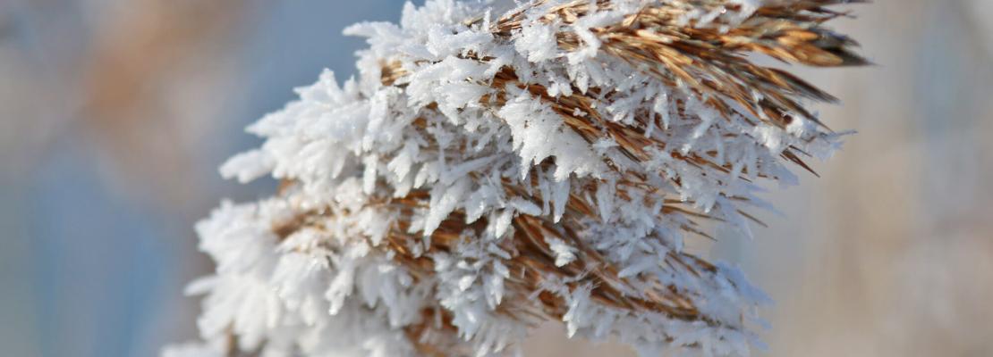 Tuinkalender december: met ijs bedekte rietstengels in de tuin