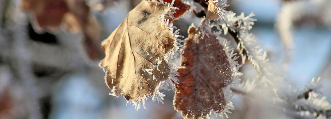 Tuinkalender januari: Bladeren met ijskristallen