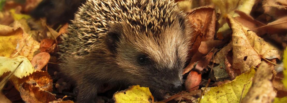 Tuinkalender november: Egels in het bladerdek