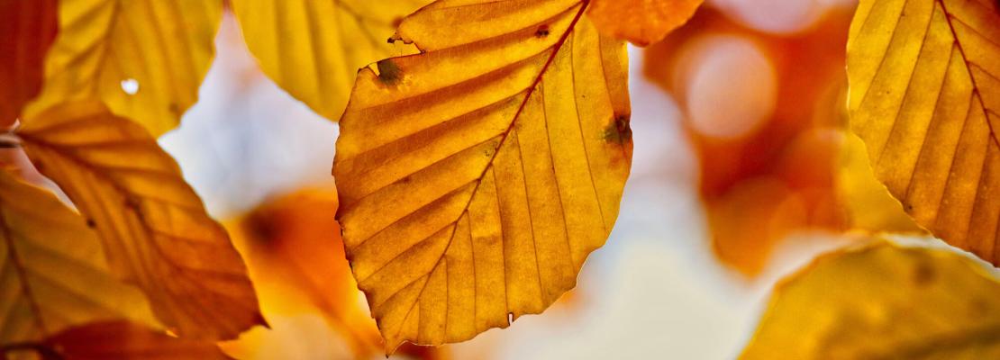 Oktober tuinkalender: Gele bladeren
