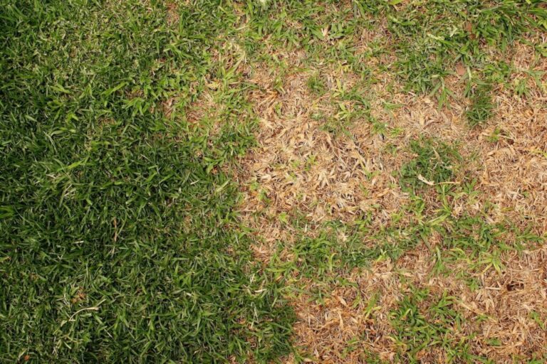 Verbrand gazon: 4 tips om uw gazon te redden
