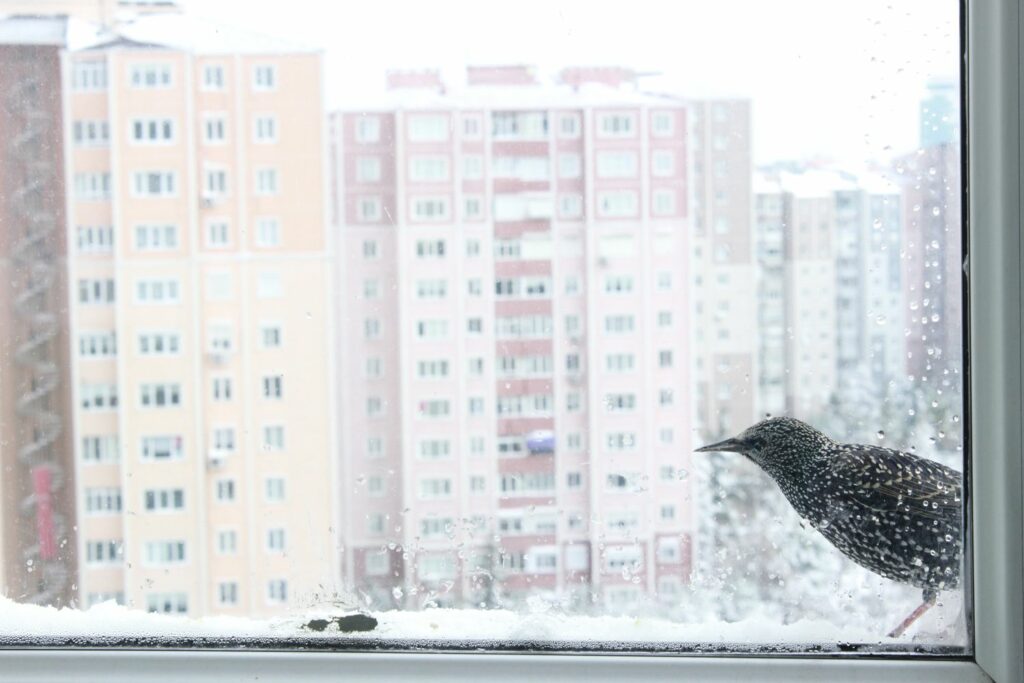 Vogel zittend voor het raam