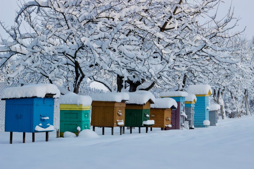 Bijenkorven in de sneeuw