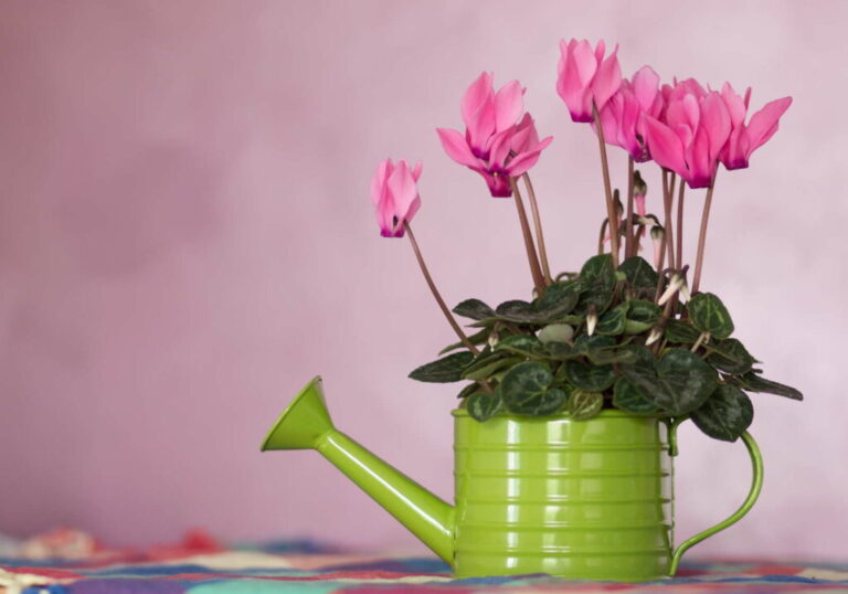 Water cyclamen: Hoe en hoe vaak?