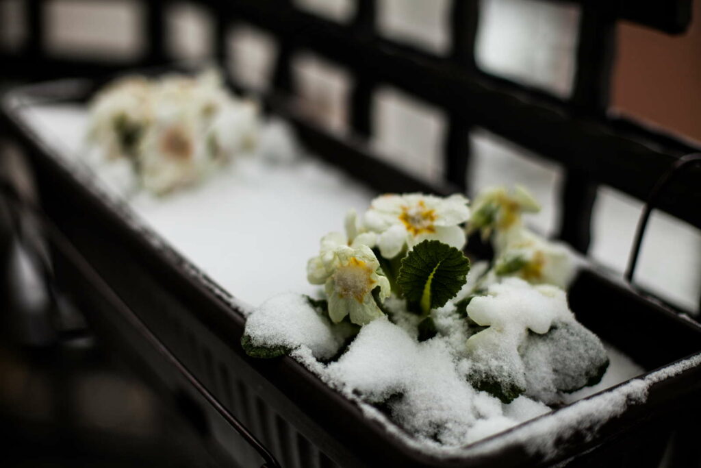 gele balkonbloemen in de sneeuw