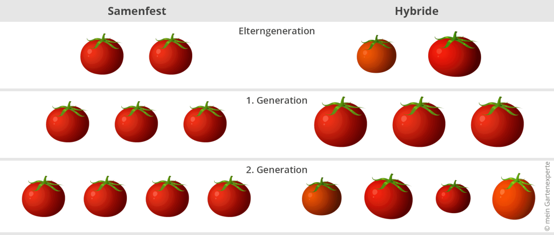 Generatievergelijking van zaadvaste en hybride tomaten