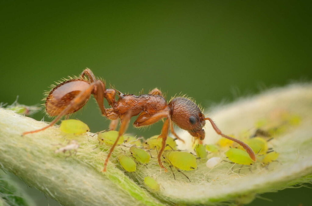 Mieren en bladluizen Symbiose van ongedierte