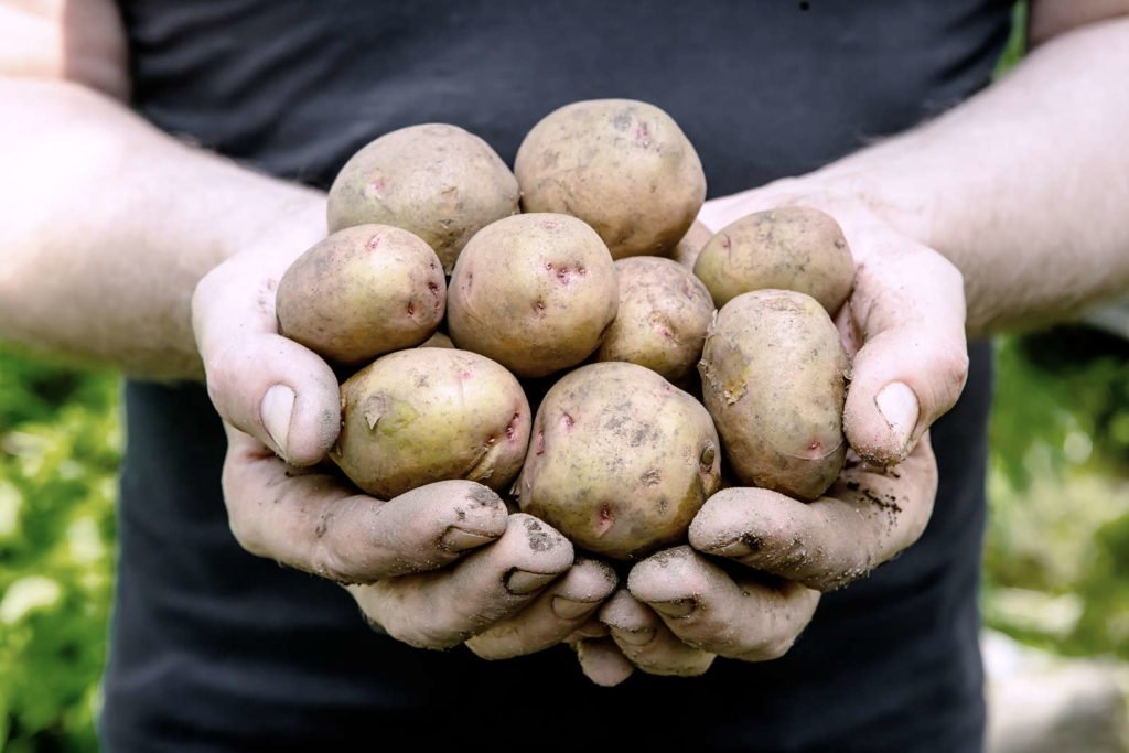 Aardappelen in handen met aarde