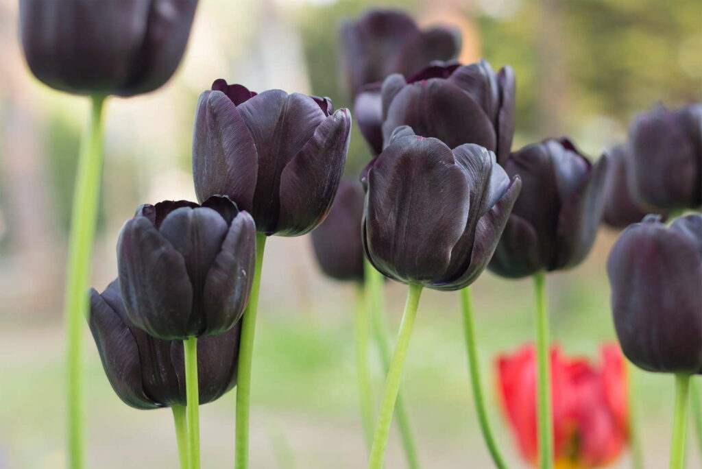 Zwarte tulpen in de tuin