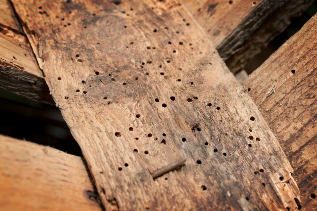 Houten plank met gaten van de houtworm