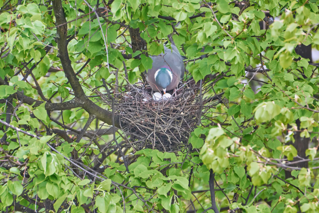 Houtduif in het nest