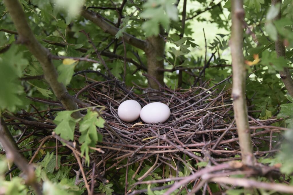 Eieren van de houtduif in het nest