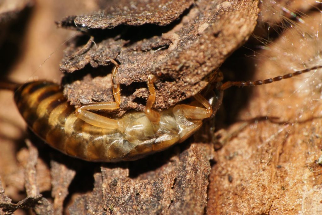 Oorworm kruipend onder boomschors