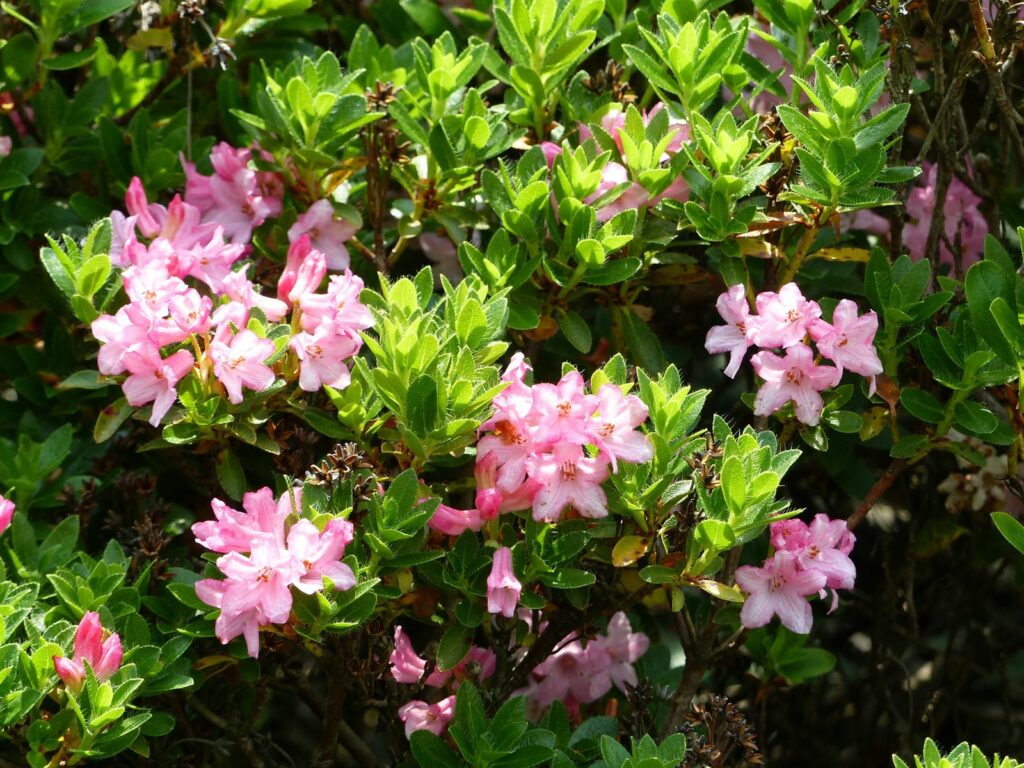 Rhododendron Hirsutum in de tuin