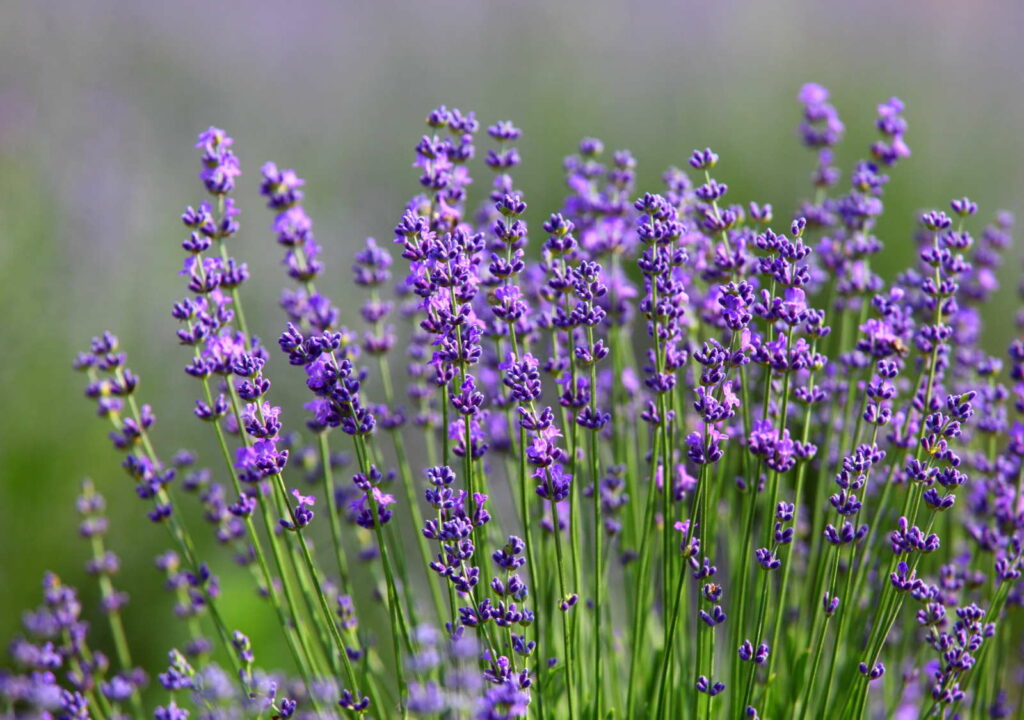 Lavendel in de tuin met bloem
