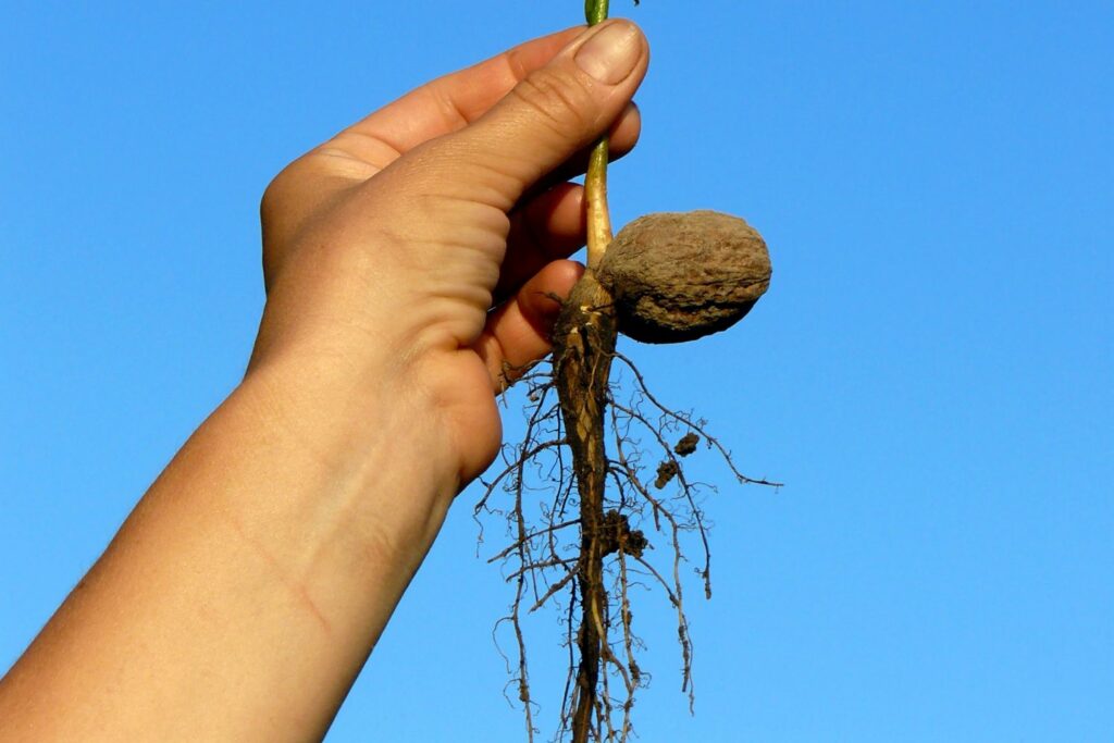 Walnoot met wortels