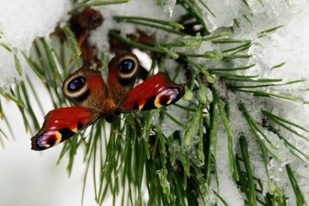 Pauwenvlinder in de winter