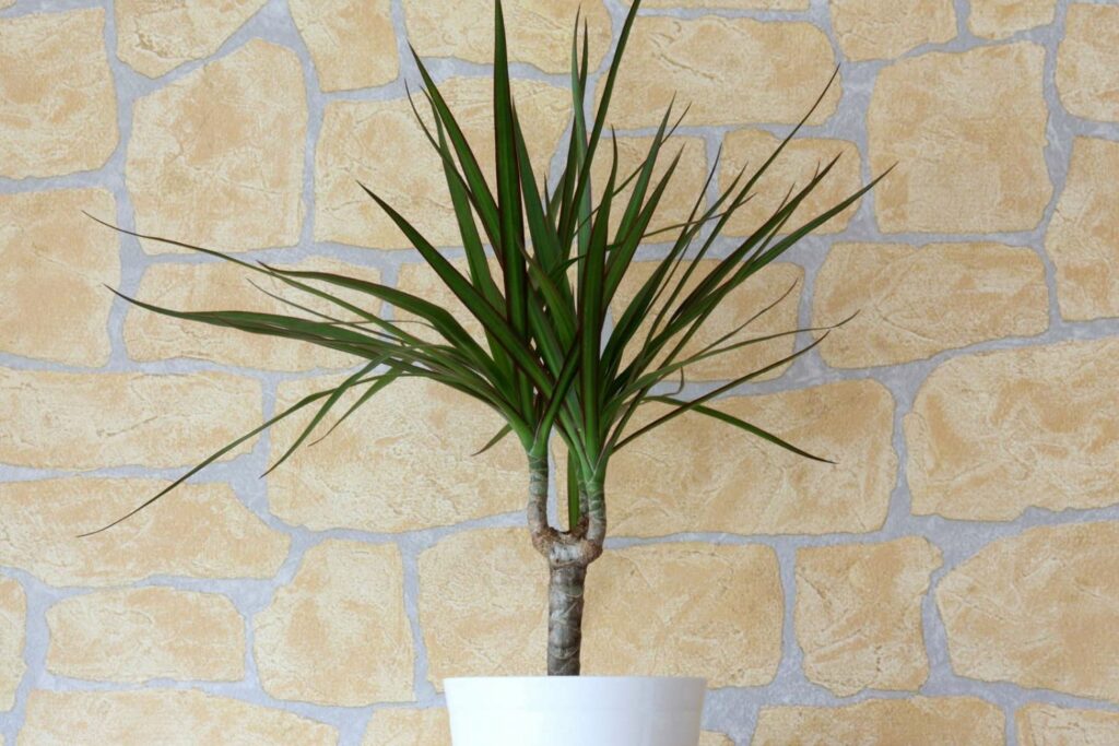 Dracaena marginata in een pot