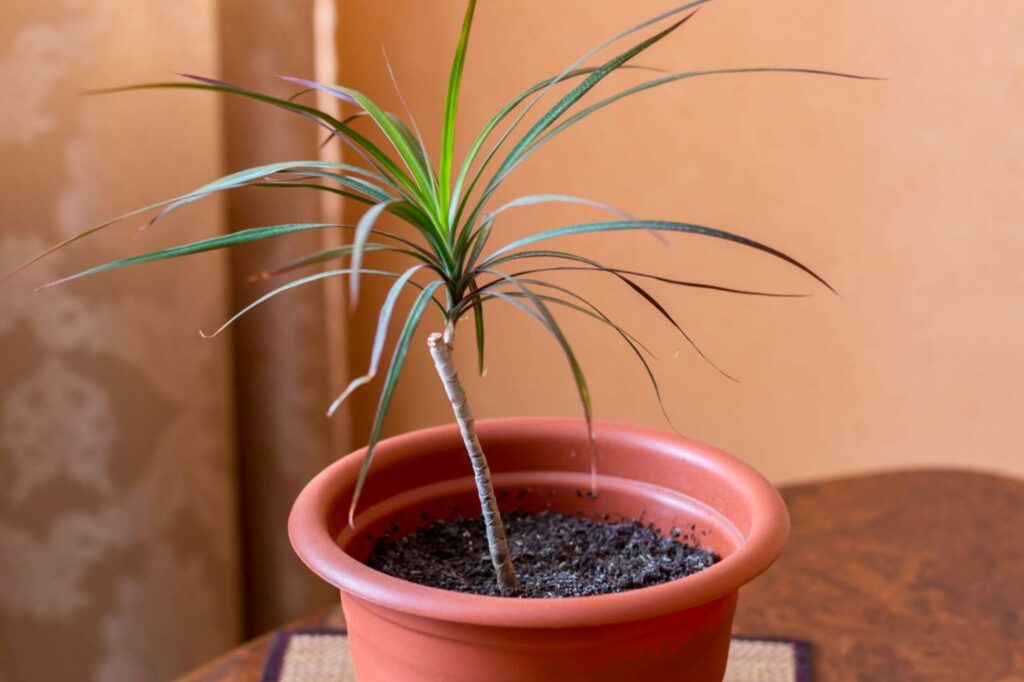 Dracaena marginata jonge plant in pot