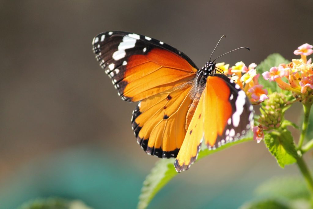 Oranje vlinder zittend op een bloem