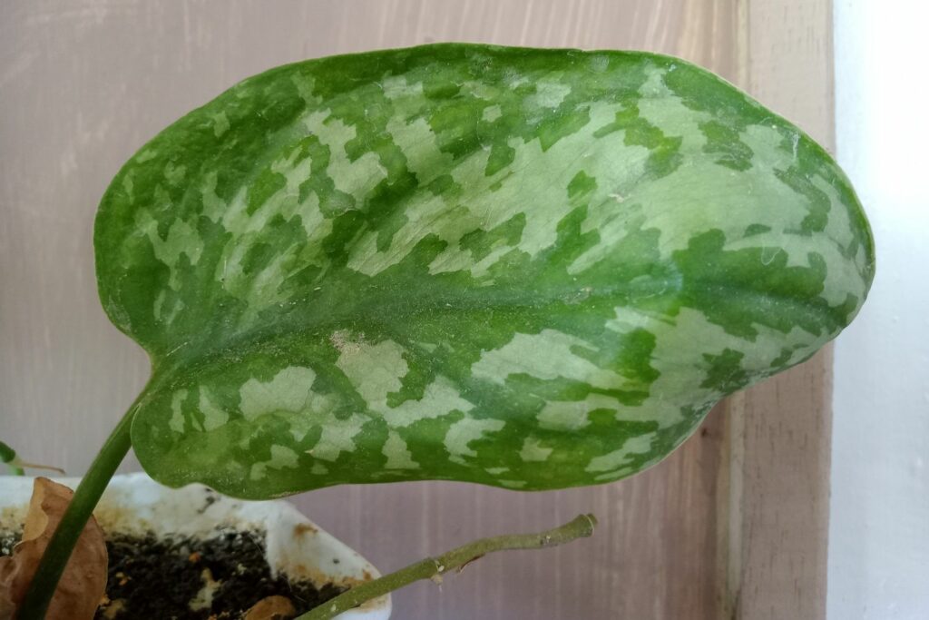 Scindapsus pictus Argyraeus