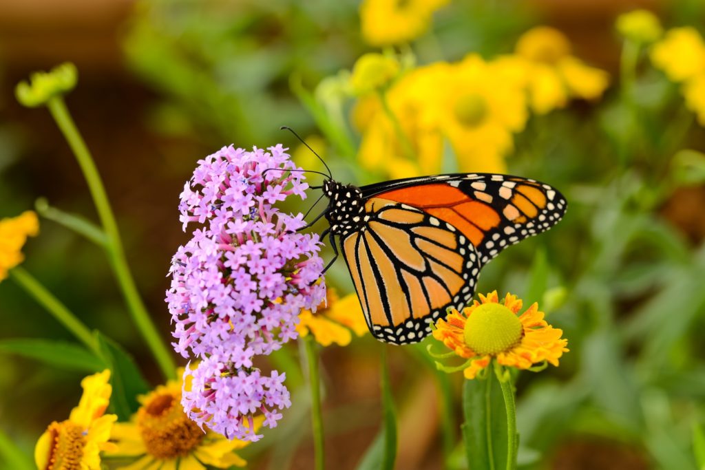 Monarchvlinder op roze bloem