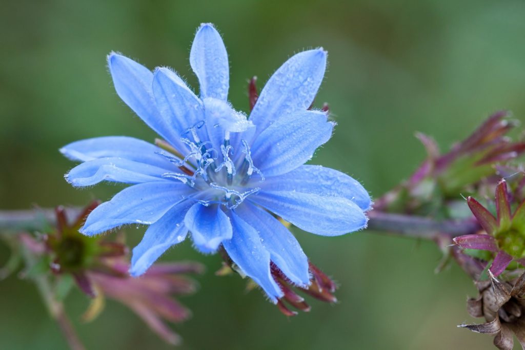 Blauwe bloem van de cichorei