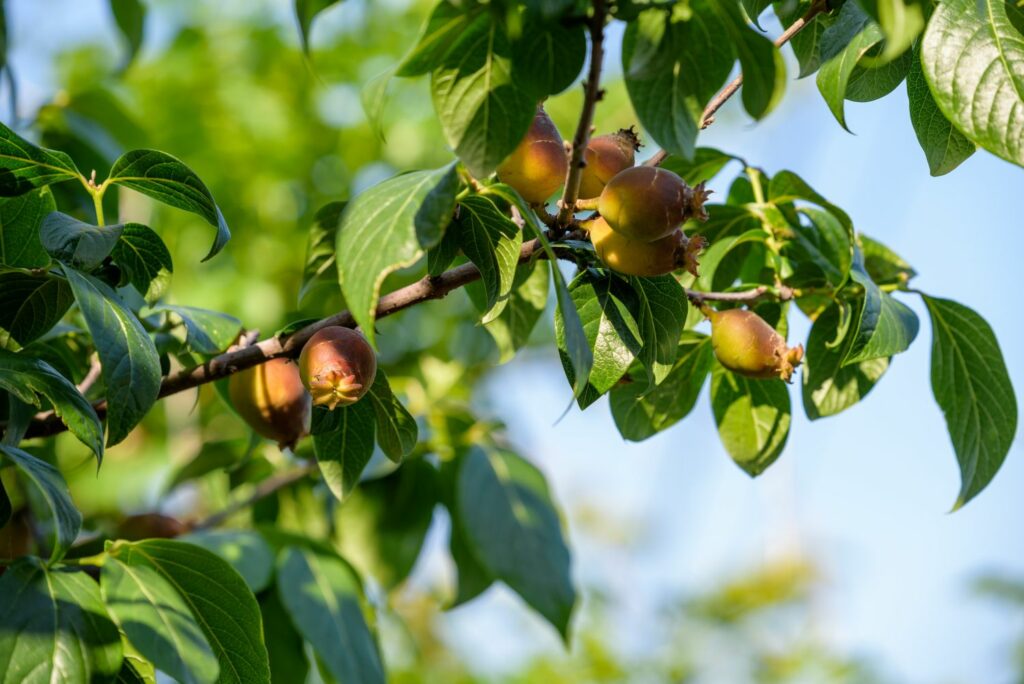Vruchten van Chimonanthus praecox