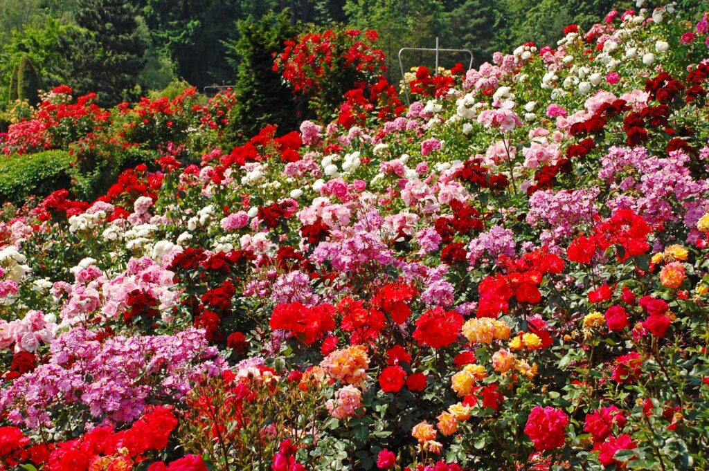 Verschillende gekleurde rozensoorten