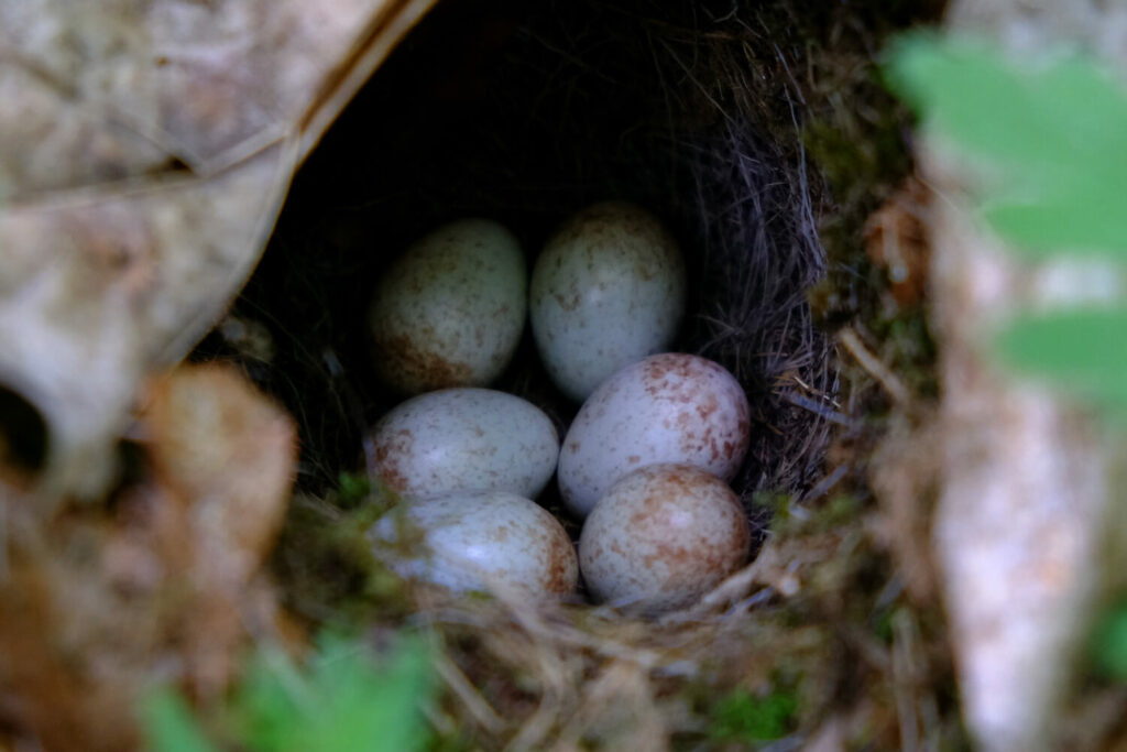 Wilgenzanger eieren in het nest