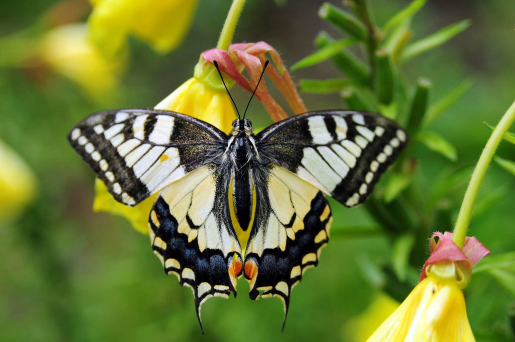 Gestippelde vlinder op teunisbloem
