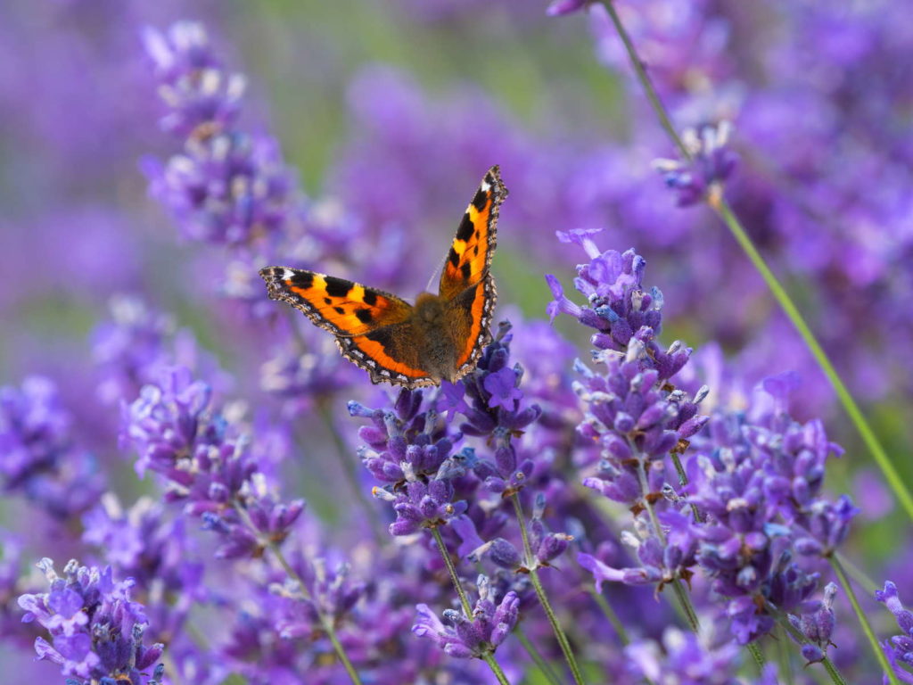 Vlinder op lavendel close up