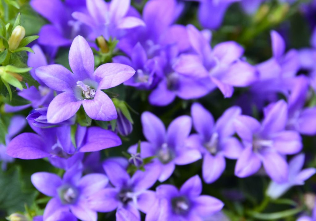 Bellflower paarse bloemen in de tuin