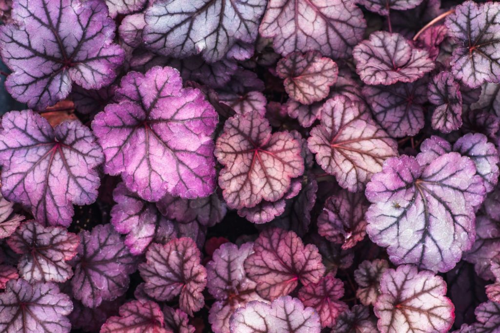 Loof van paarse klokjesbloem