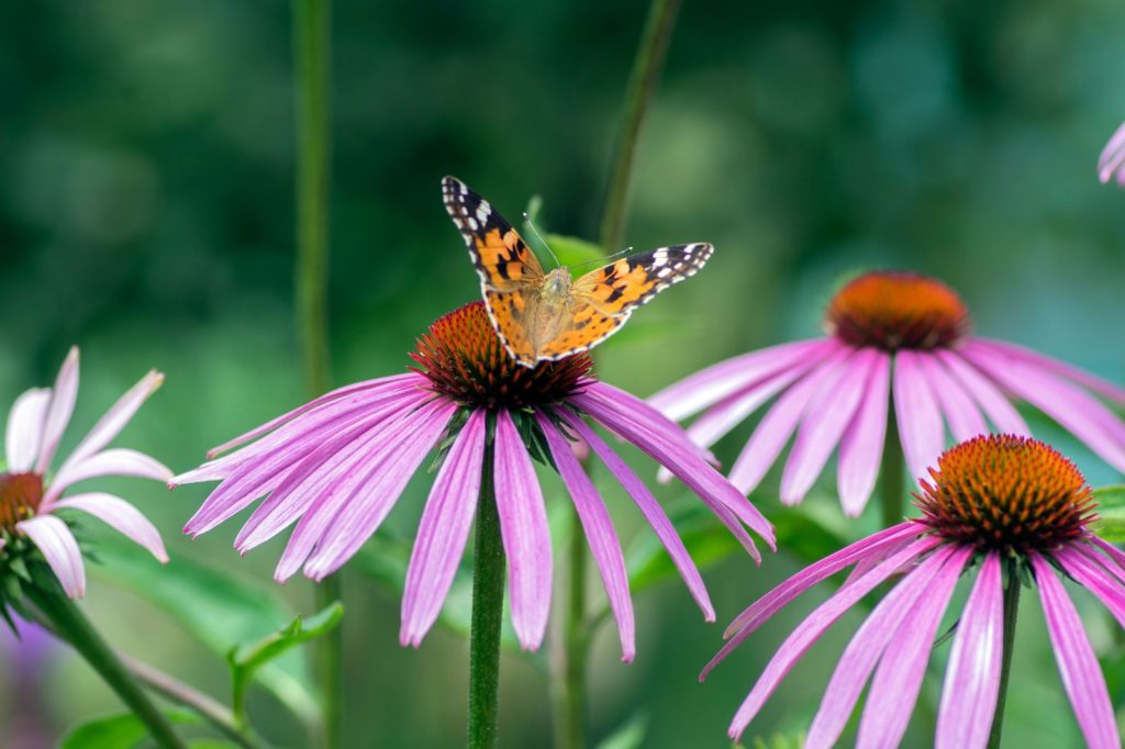 Echinacea met vlinder