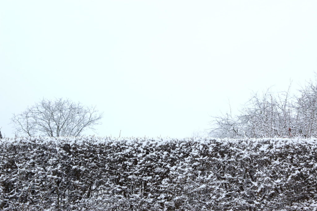 Hedge bedekt met sneeuw