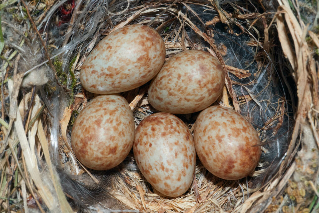 Grauwe Vliegenvanger eieren in het nest