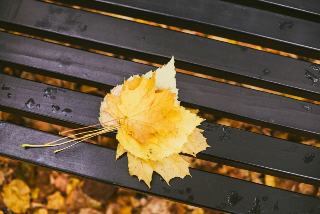 Gele bladeren op een bankje