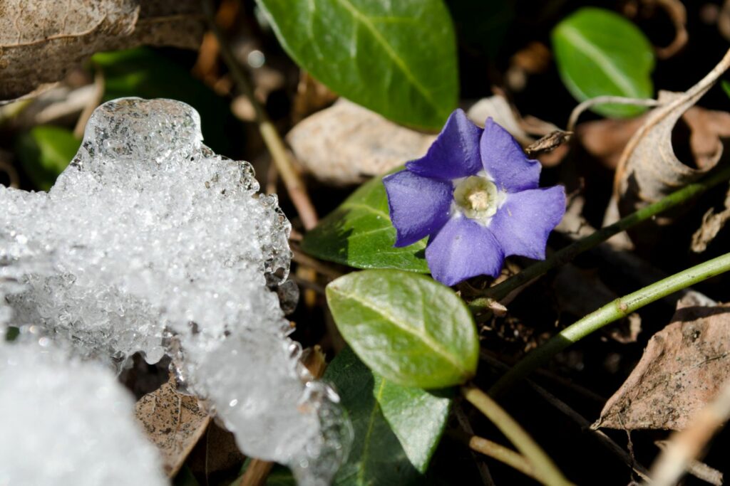 Fotosynthese in de winter