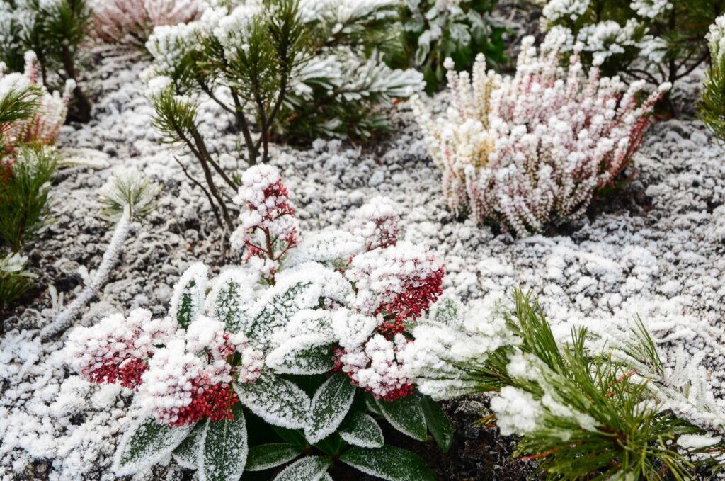 Planten bedekt met sneeuw