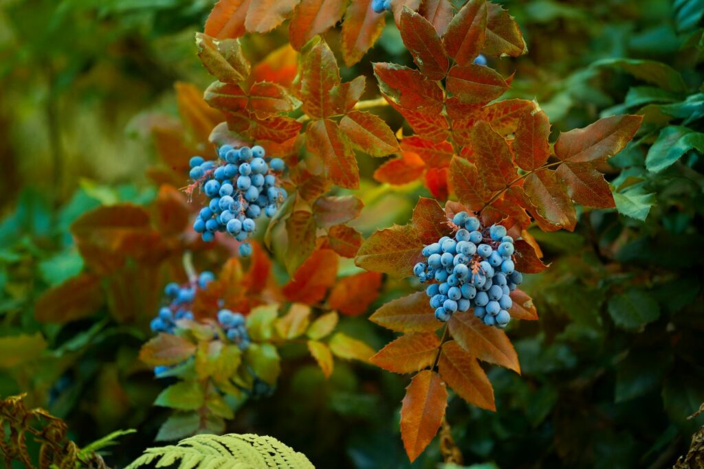 Plant met oranje bladeren