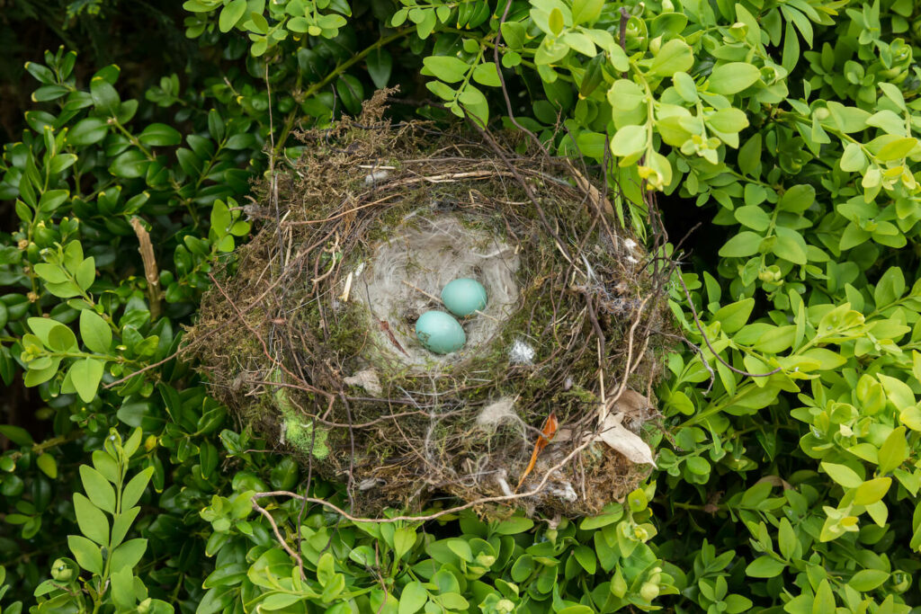 Eieren van heggenmus in het nest
