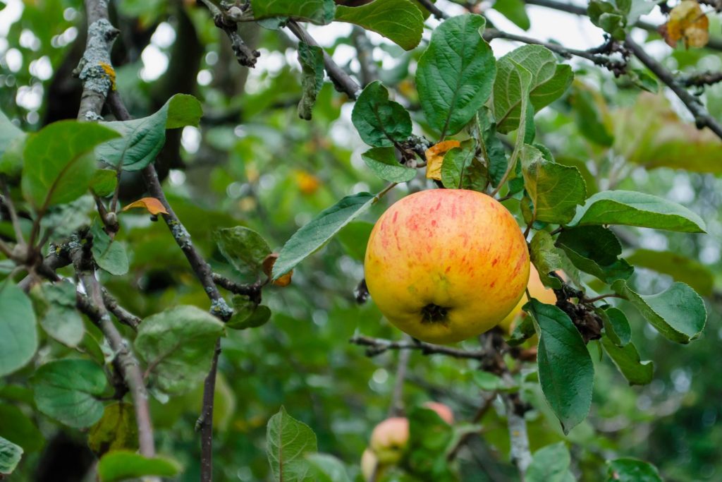 Corbiniaanse appel aan de appelboom