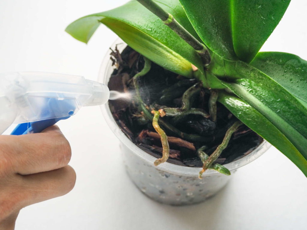Een orchidee in een pot water geven