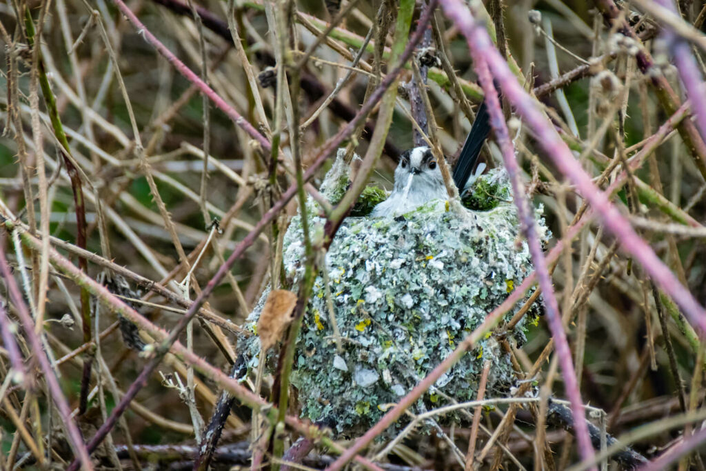 Nest van de staartmees