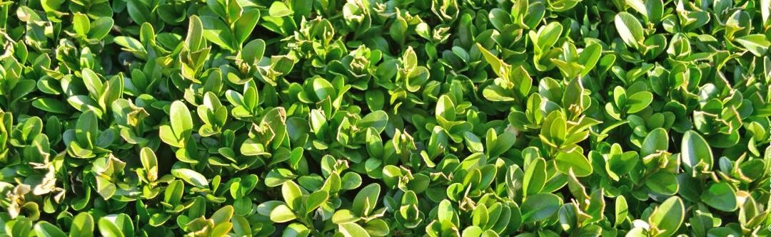 Heggen snoeien: tips voor dichte plantengroei