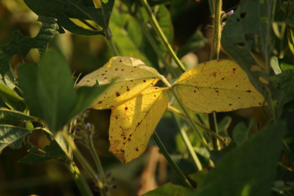 Gele bladeren van een plant