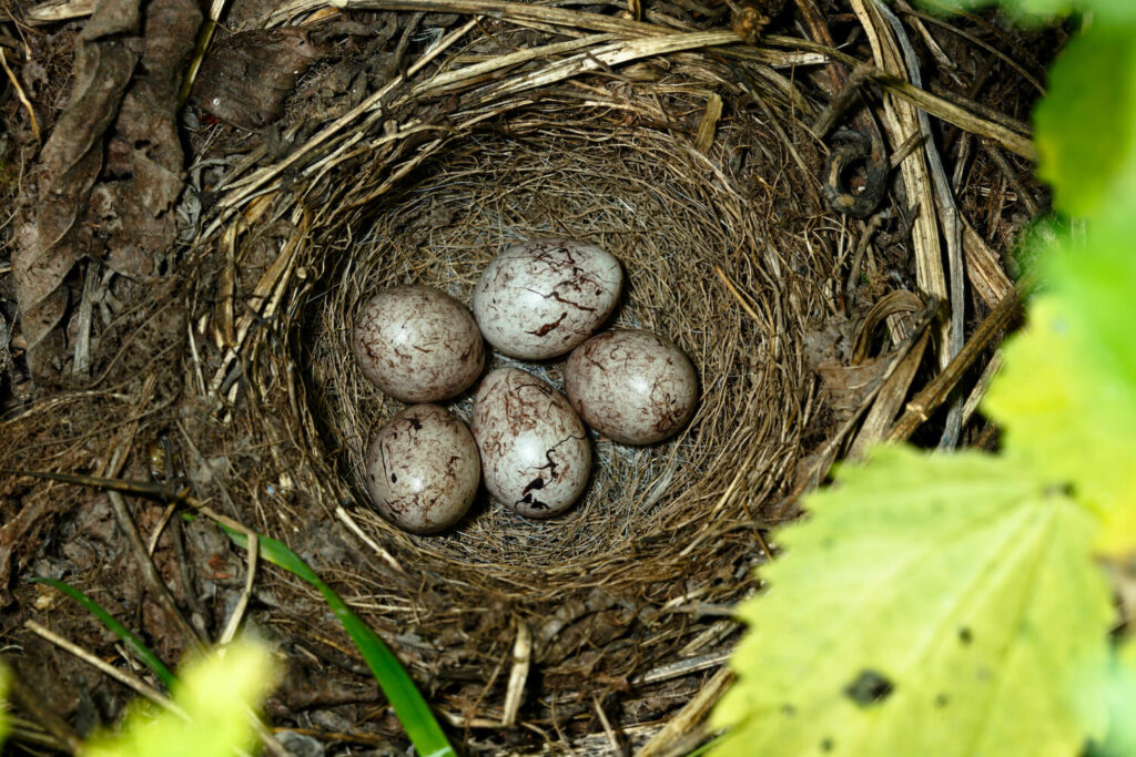 Geelgors eieren in het nest