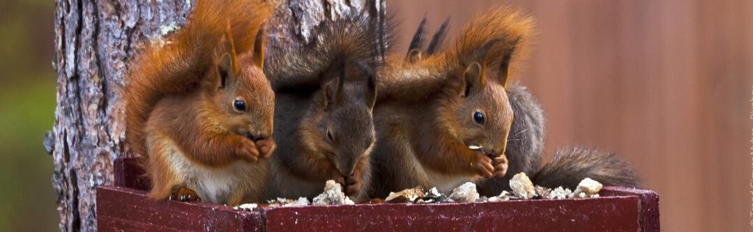 Dieren in de tuin helpen om te overwinteren