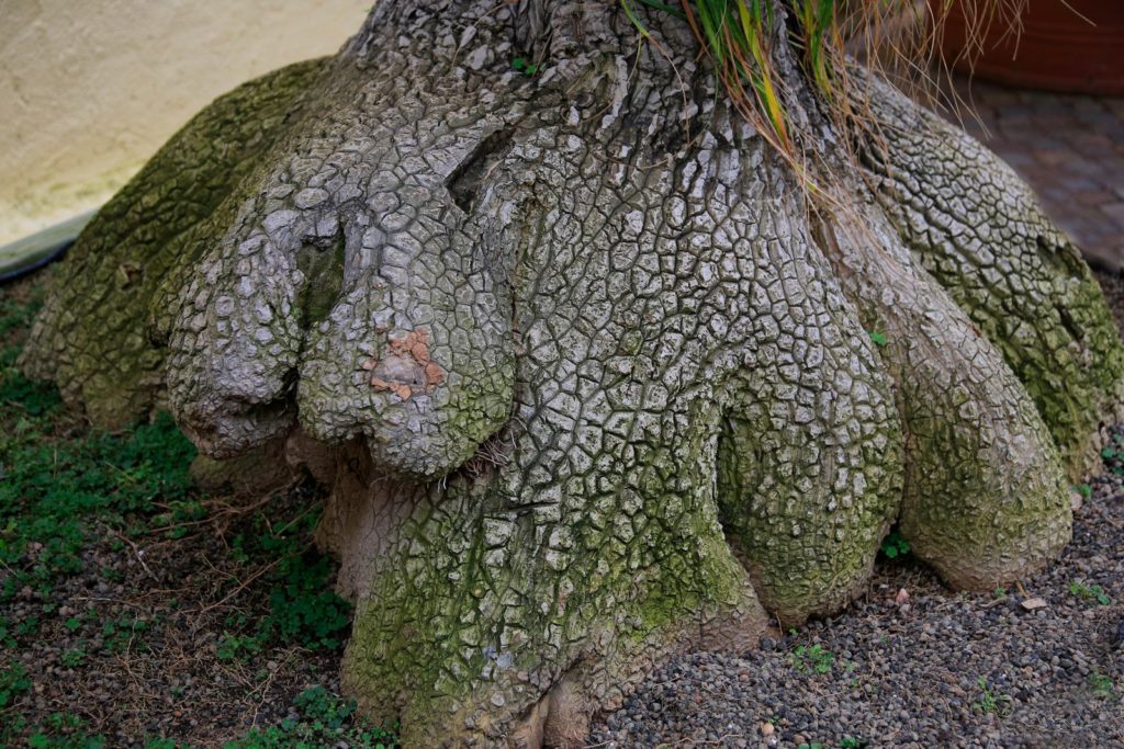 Dikke stam van de olifantsvoetboom